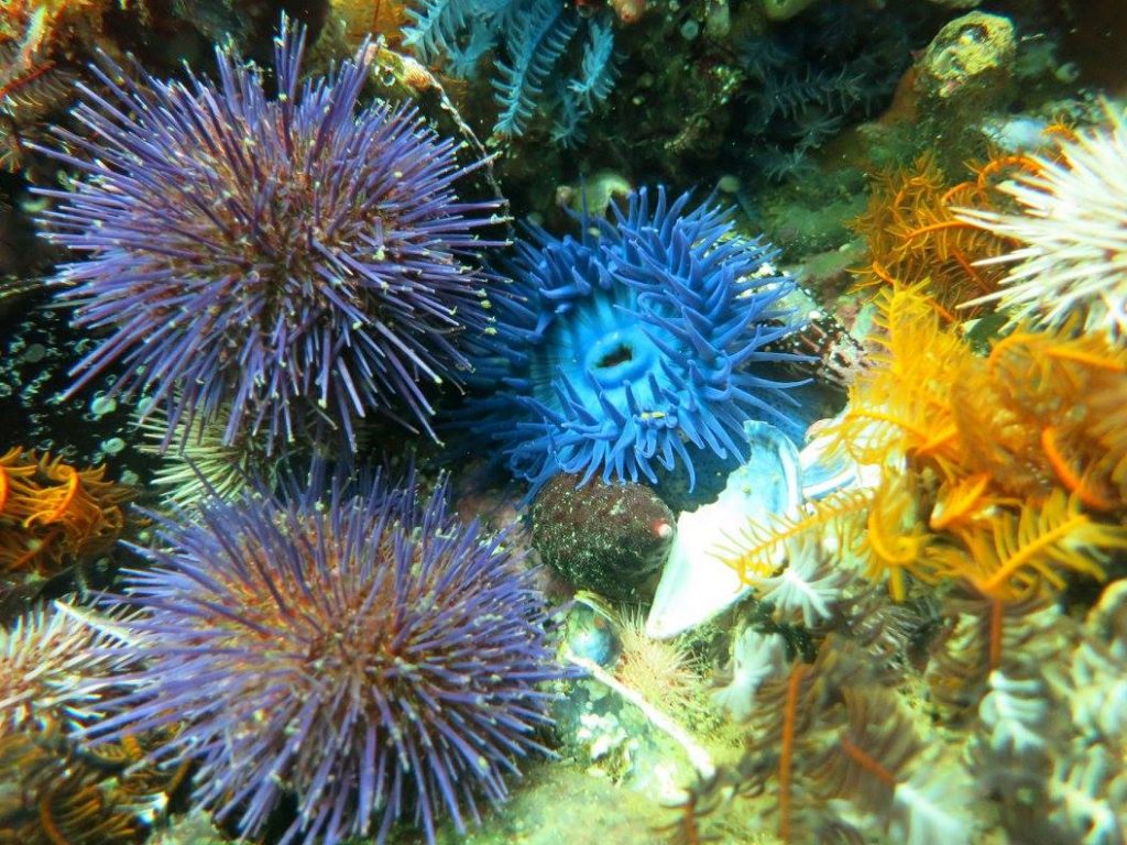 Marine Plants - Scuba Shack Cape Town