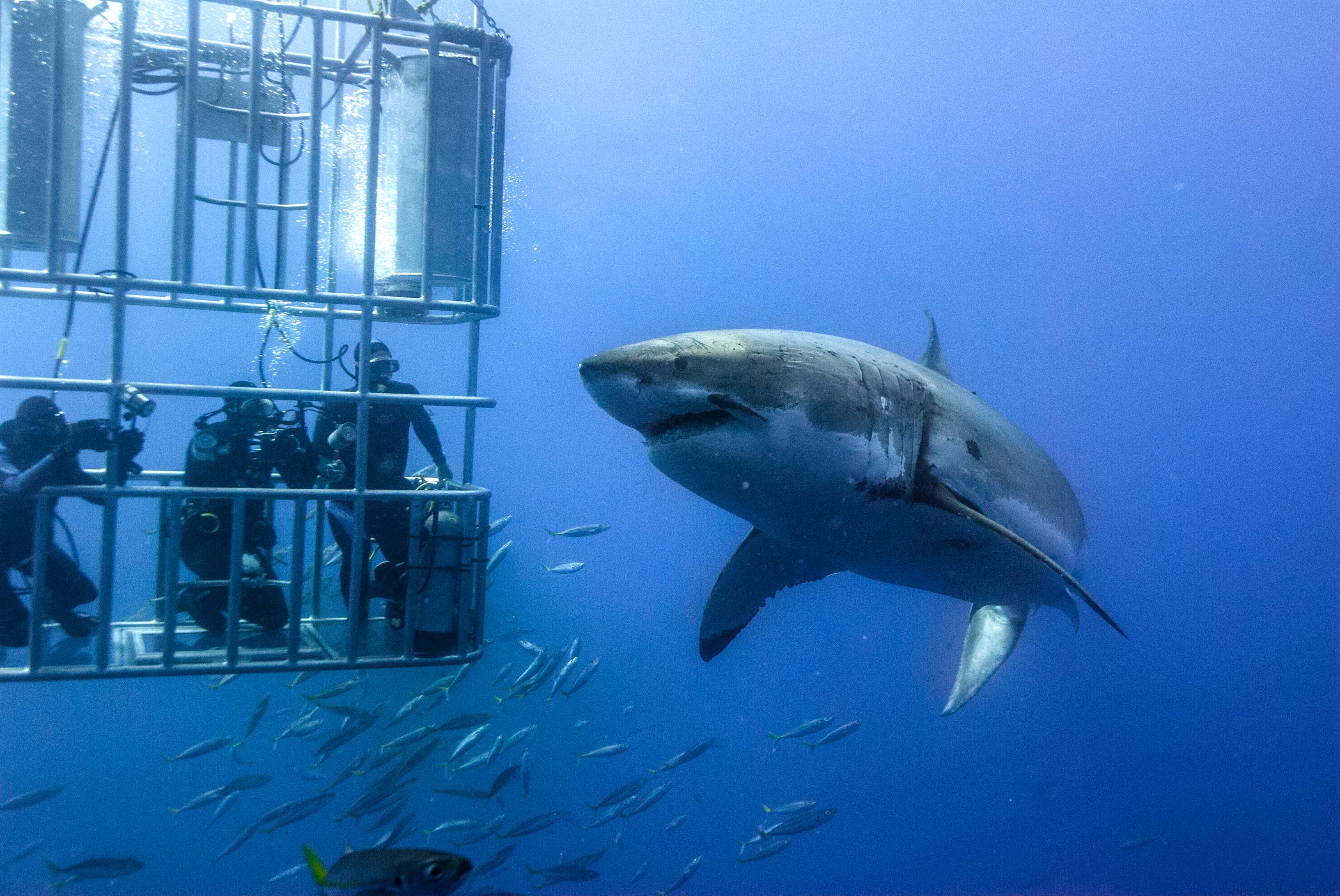 Shark Cage Diving Scuba Shack Cape Town Shark Cage Diving Scuba Shack Cape Town