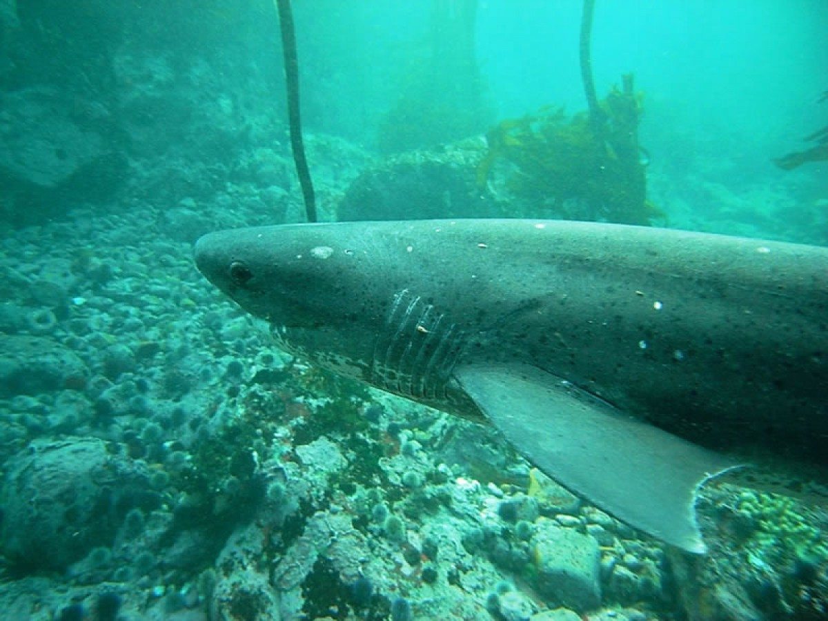 ScaleWidthWyIxMjAwIl0-scuba-dive-with-cow-sharks17