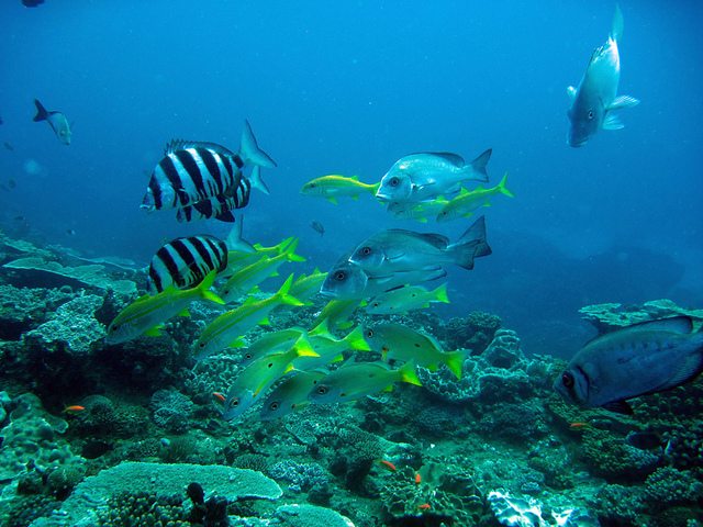 Sodwana-Bay-Reef