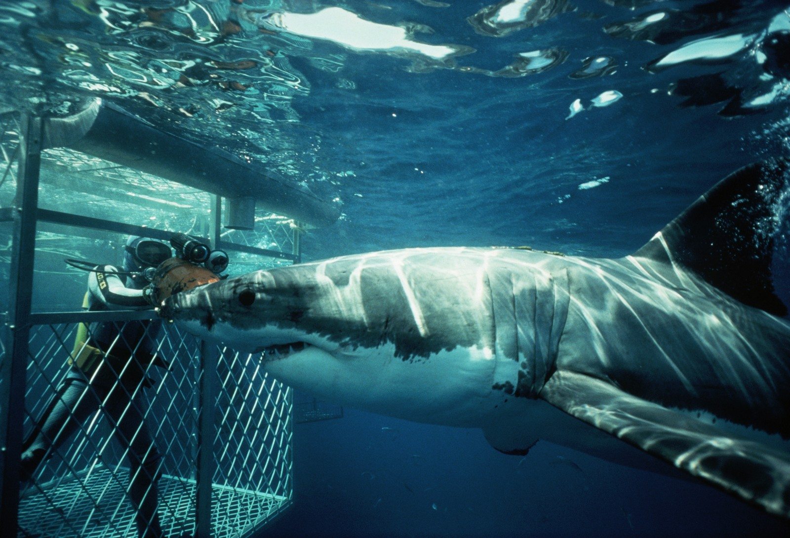 A great white shark and a scuba diver protected by a cage inspect each other along Dangerous Reef in south Australia.