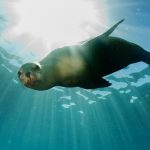 seal-underwater