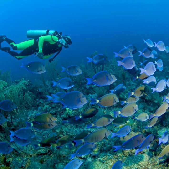 Marco Martin, owner of Dreamtime Dive Resort, swims briskly with a huge school of blue tangs off a reef called Jardines (Gardens), Mahamual, Costa Maya, Yucutan Peninsula, Mexico.