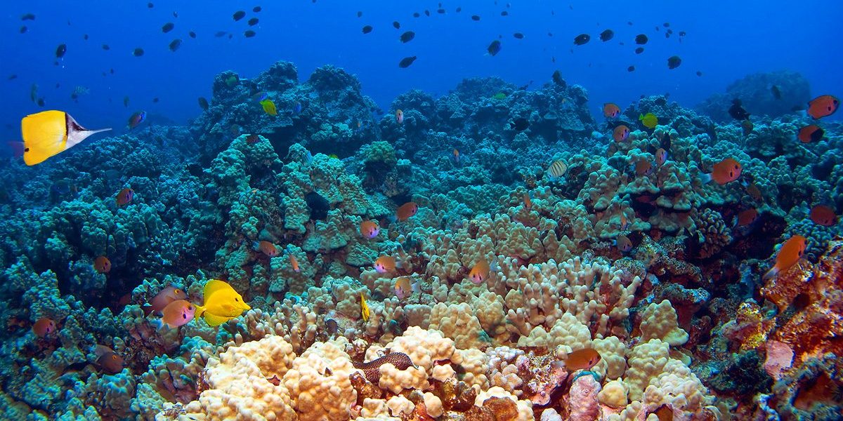 Hawaiian Reef Scene with fish in Kona