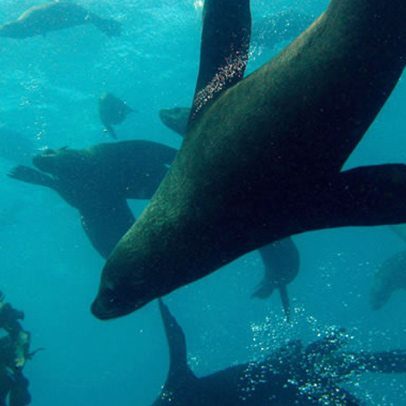 scuba-dive-with-seals-partridge-point(1)