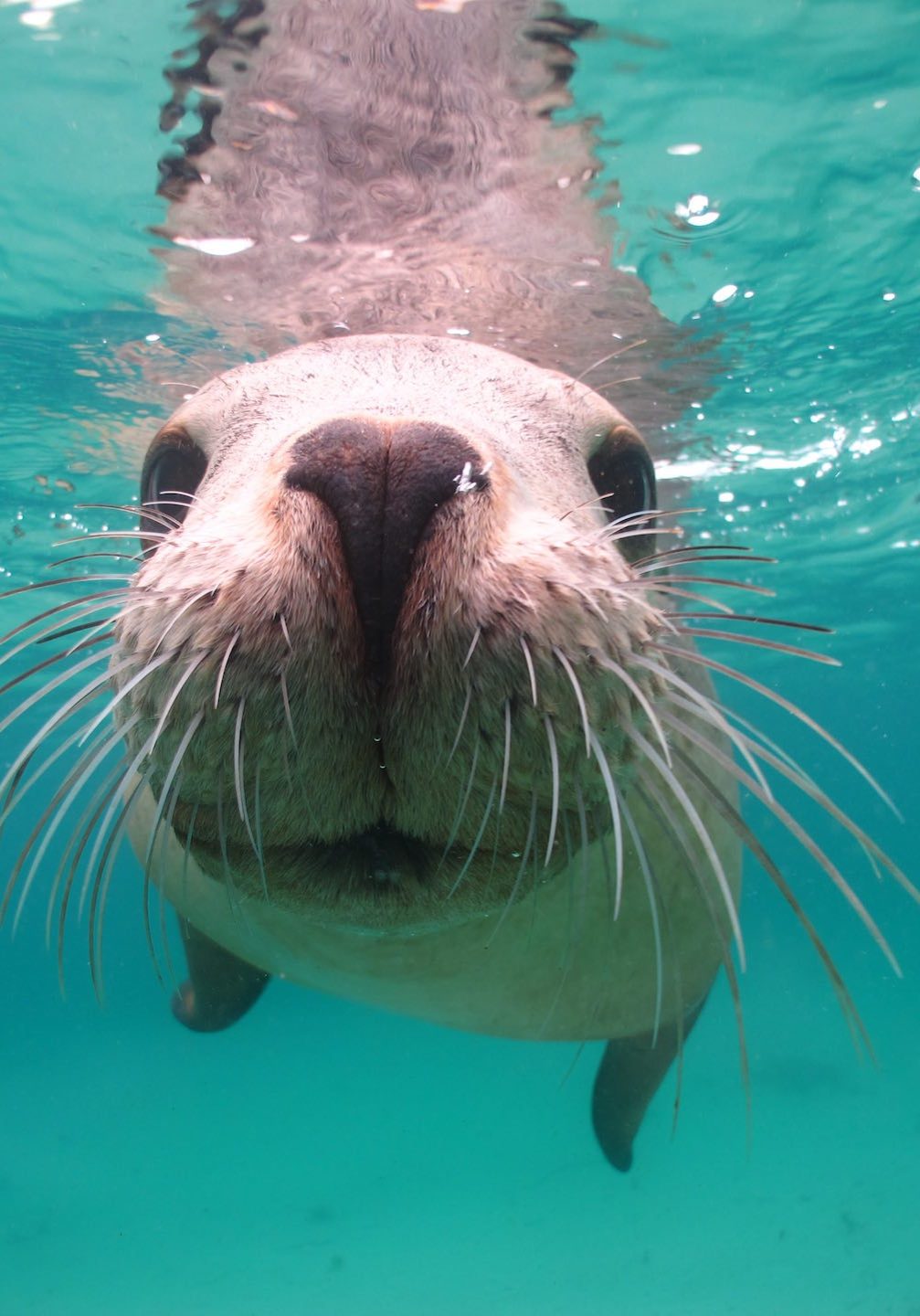 sea-lion-underwater-7134